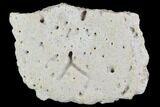 Ceratopsian Frill Section - Alberta (Disposition #-) #94857-1